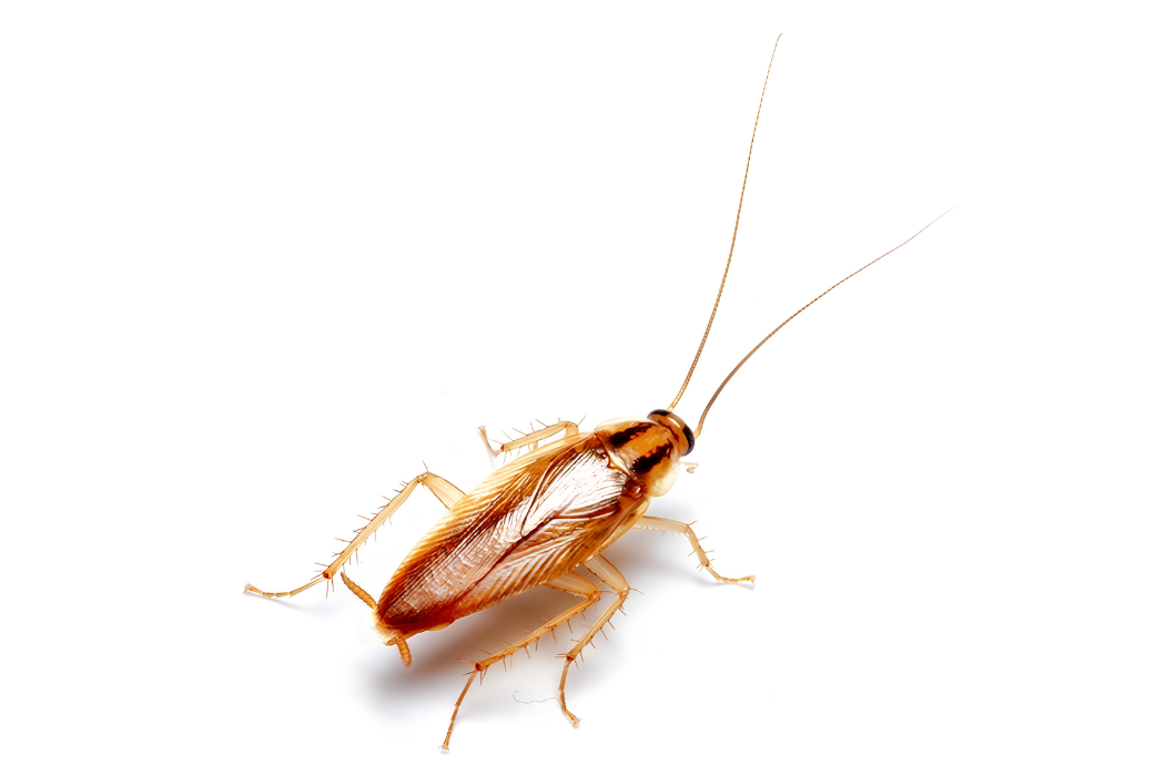 german cockroach pest service west palm beach