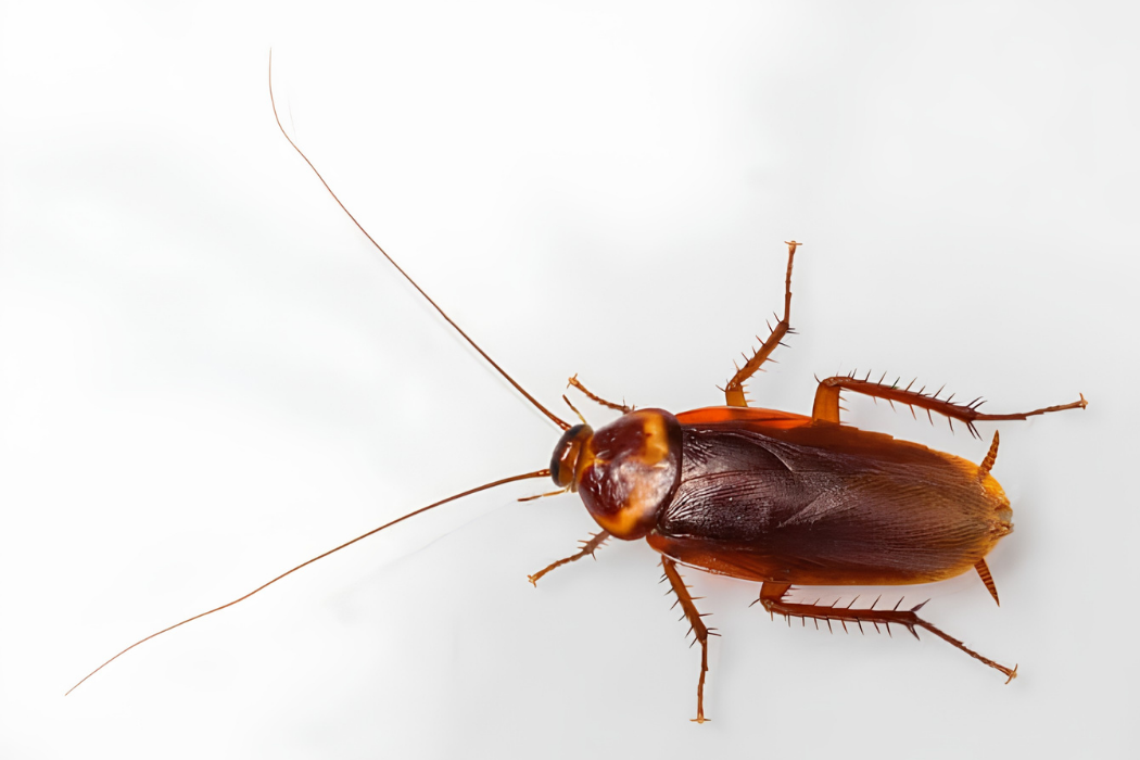palmetto-cockroach-west-palm
