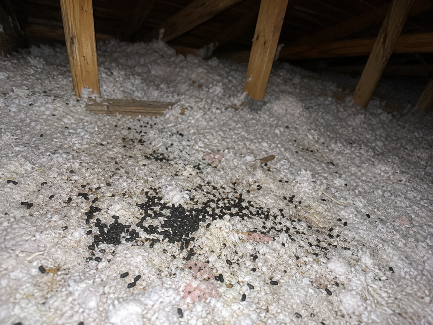 attic restoration west palm beach