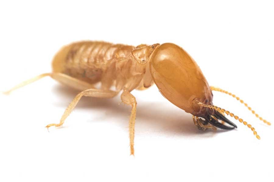 termite control west palm beach